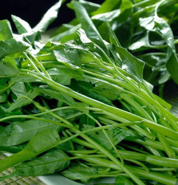 ORGANIC WATER SPINACH SEEDLING