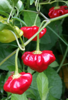 ORGANIC BRAZILIAN STAR FISH PEPPER SEEDLING