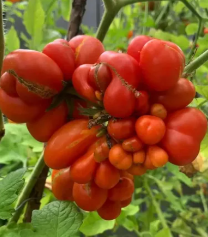 ORGANIC BIG MAMA TOMATO SEEDLING