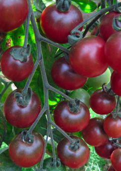 ORGANIC JAPANESE VERONICA TOMATO SEEDLING    شتلات الطماطم اليابانية فيرونيكا العضوية