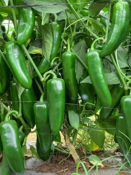 ORGANIC JAPANESE SAKATA SWEET JUMBO PEPPER SEEDLING    شتلات الفلفل الياباني الحلو ساكاتا العضوية
