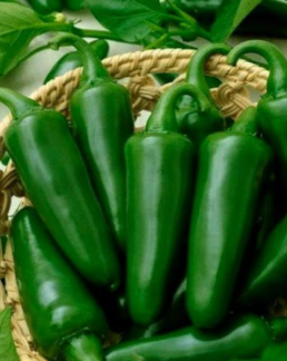 ORGANIC JAPANESE SAKATA SWEET JUMBO PEPPER SEEDLING    شتلات الفلفل الياباني الحلو ساكاتا العضوية