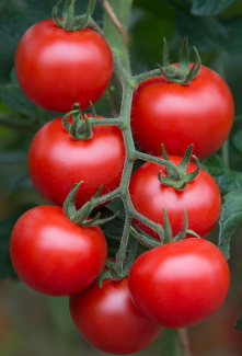 ORGANIC BALADI TOMATO SEEDLING    شتلات الطماطم البلدي العضوية