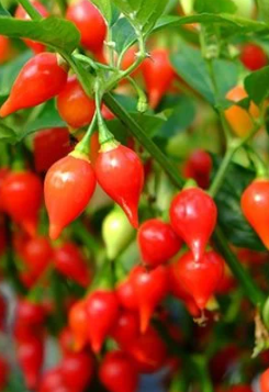 ORGANIC BRAZILIAN BIQUINHO SEEDLING    شتلات فلفل البوكوينو البارد العضوية