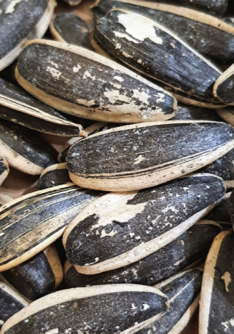 GIANT SUNFLOWER SEEDLING <br>شتلات دوار الشمس العملاق