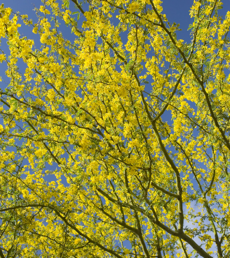 PARKINSONIA TREE SEEDS