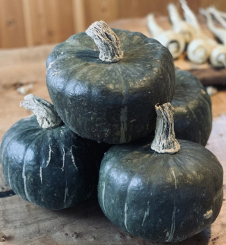 ORGANIC JAPANESE CHESTNUT PUMPKIN SEEDLING
