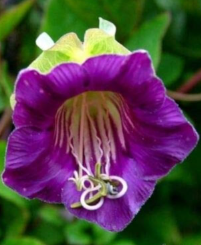 CUP AND SAUCER BLUE FLOWER SEEDLING