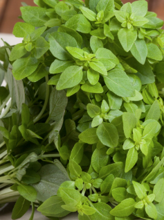ORGANIC DWARF BASIL SEEDLING     شتلات الريحان القزمي العضوية