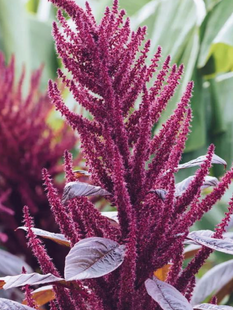 ORGANIC AMARANTH SEEDLING <br> شتلات الأمارانث العضوية