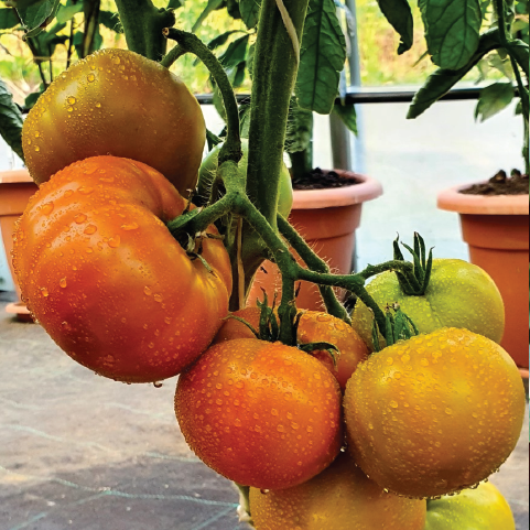 TOMATO THORBURN'S TERRA COTTA SEEDLING <br> شتلات طماطم ثوربورن تيرا كوتا