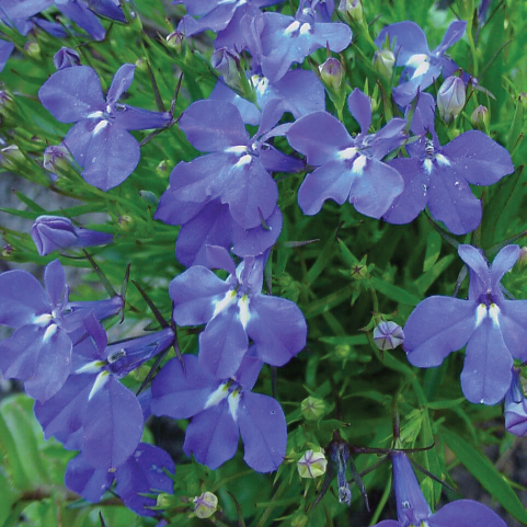 LOBELIA FLOWER SEEDLING <br> شتلات زهور اللوبيليا