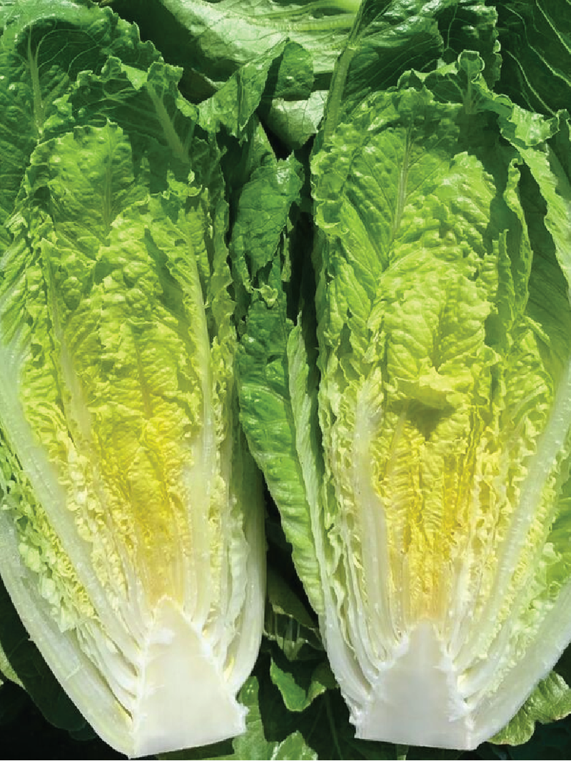 بذور الخس لولو <br> LOLLO LETTUCE SEEDS