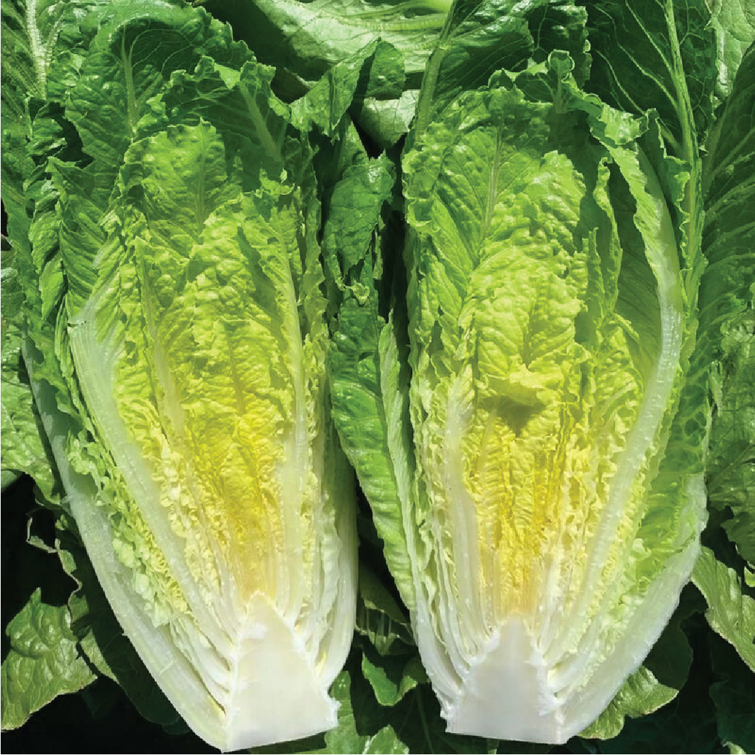 LOLLO LETTUCE SEEDS <br> بذور الخس لولو