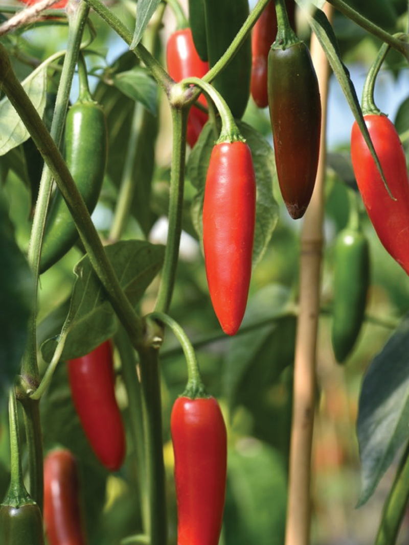 SERRANO CHILI HOT PEPPER SEEDS <br> بذور فلفل سيرانو الحار