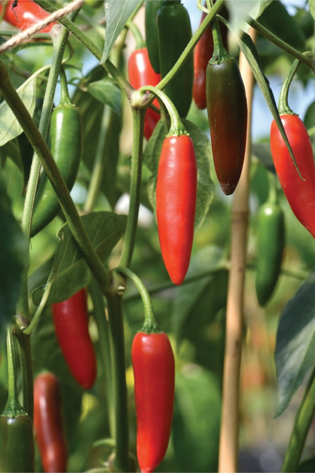 SERRANO CHILI HOT PEPPER SEEDS <br> بذور فلفل سيرانو الحار