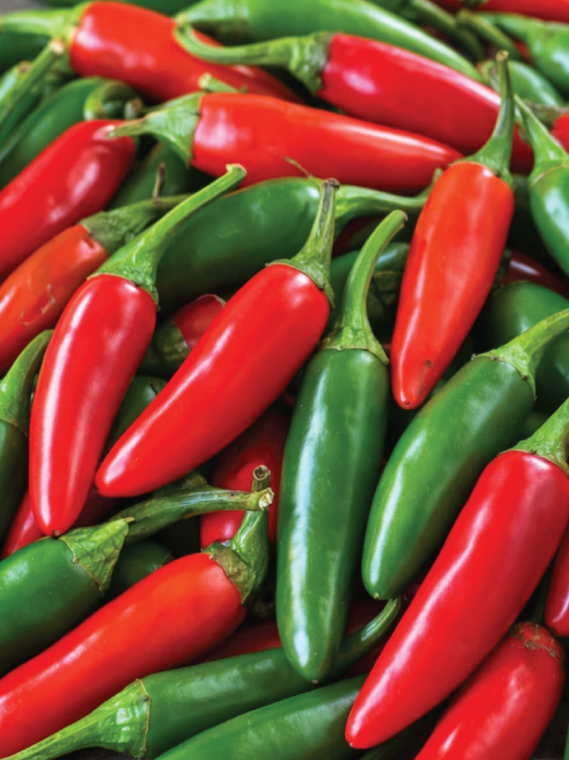 SERRANO CHILI HOT PEPPER SEEDS <br> بذور فلفل سيرانو الحار