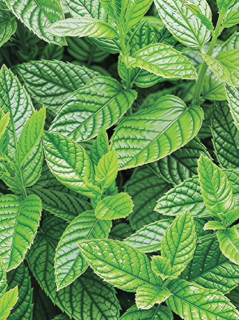 SPEARMINT SEEDS <br> بذور النعناع سبيرمنت