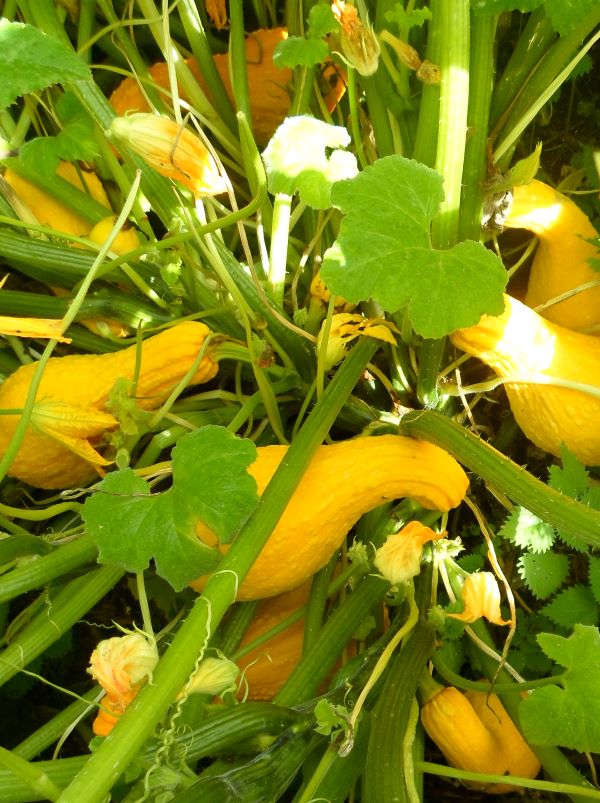 ORGANIC YELLOW SUMMER CROOKNECK SQUASH SEEDLING