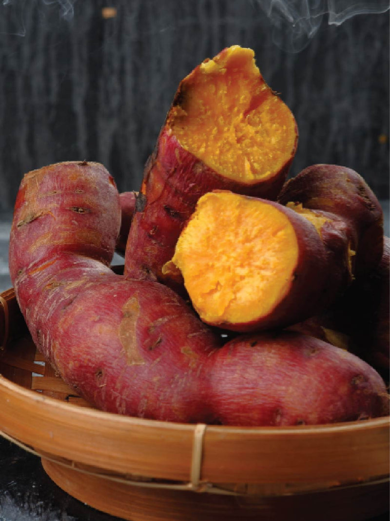 ORGANIC JAPANESE SWEET POTATO SEEDLING <br> شتلات البطاطا الحلوة اليابانية العضوية