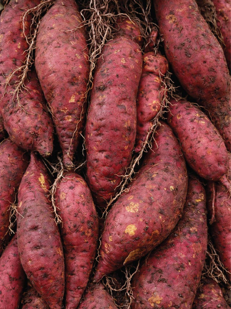 ORGANIC JAPANESE SWEET POTATO SEEDLING <br> شتلات البطاطا الحلوة اليابانية العضوية