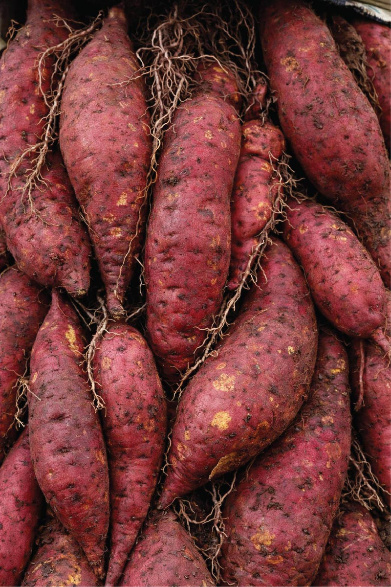 ORGANIC JAPANESE SWEET POTATO SEEDLING <br> شتلات البطاطا الحلوة اليابانية العضوية