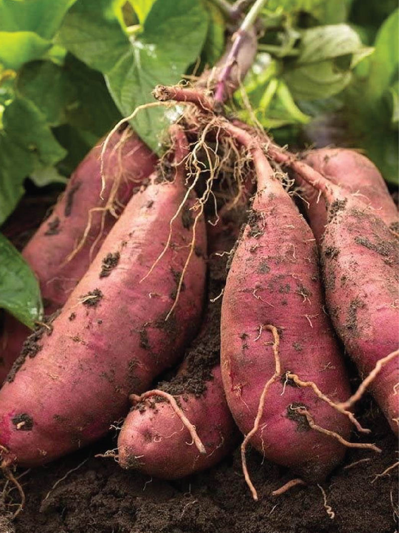 ORGANIC HONEY SWEET POTATO SEEDLING <br> شتلات البطاطا العسلية الحلوة العضوية