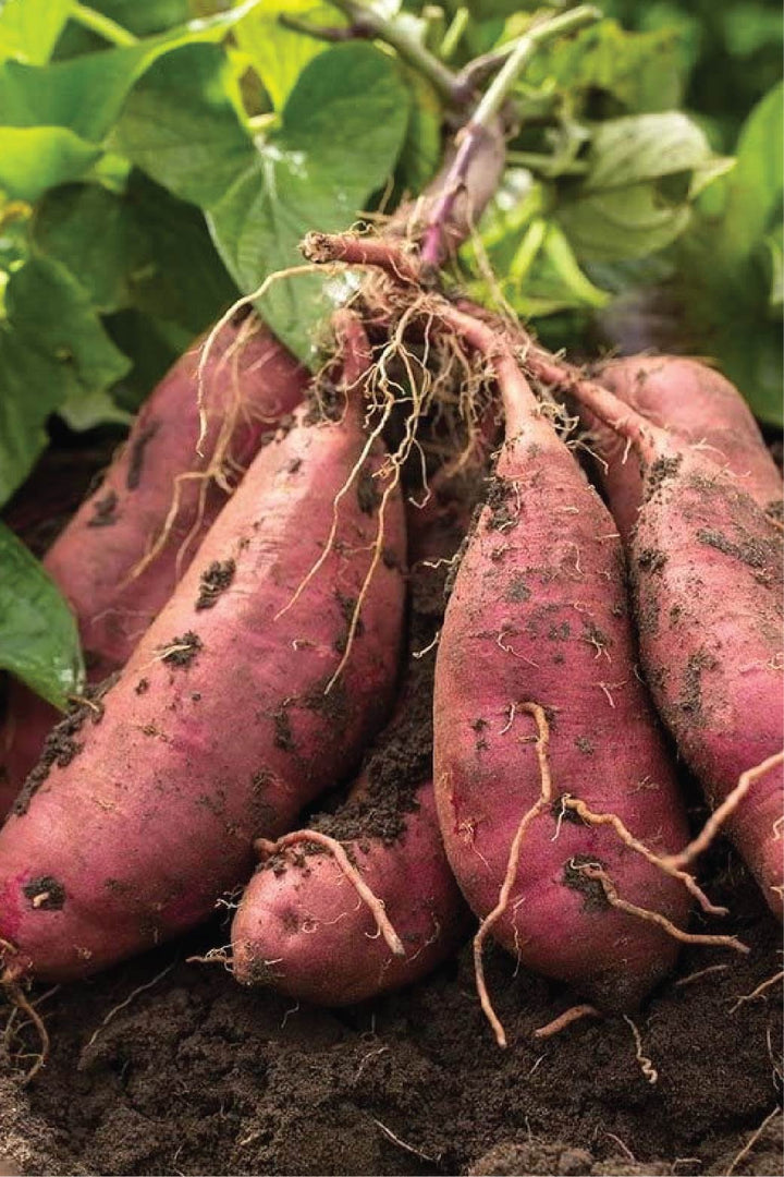 ORGANIC HONEY SWEET POTATO SEEDLING <br> شتلات البطاطا العسلية الحلوة العضوية