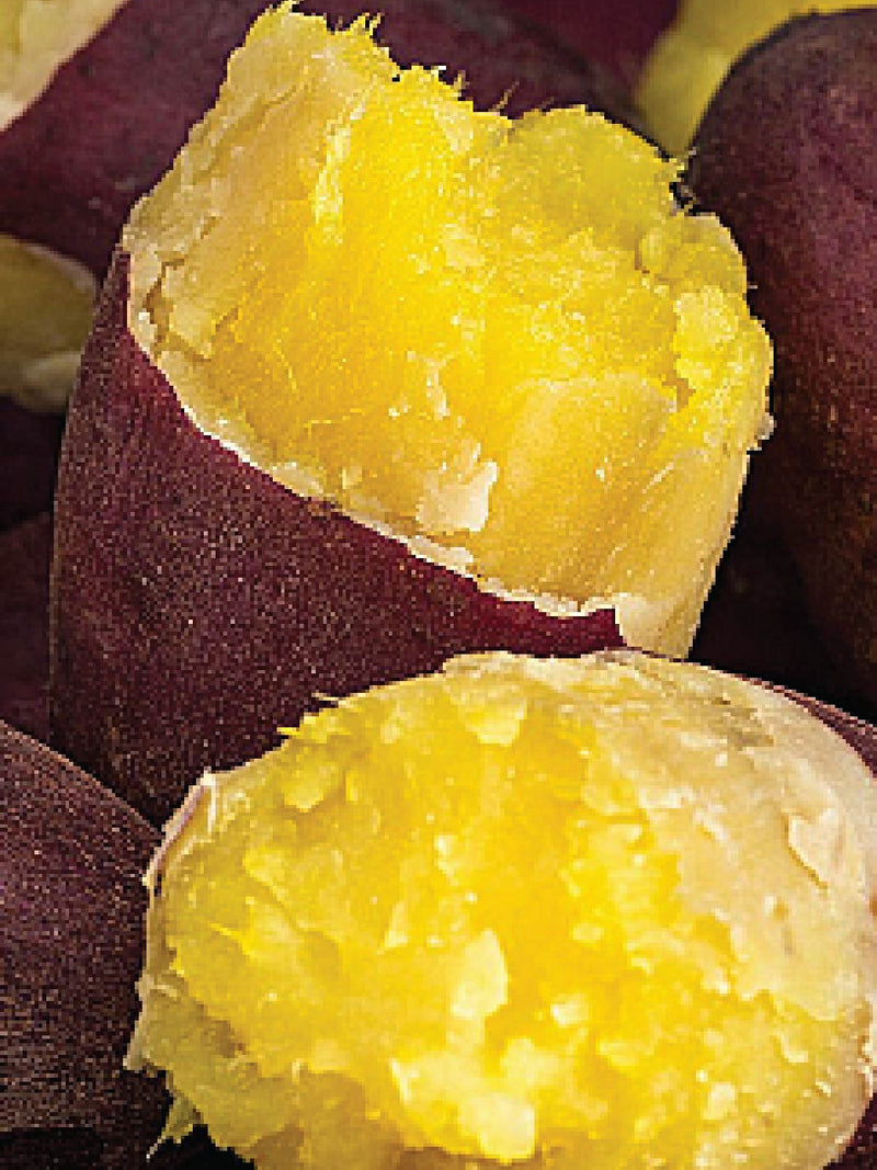 ORGANIC HONEY SWEET POTATO SEEDLING <br> شتلات البطاطا العسلية الحلوة العضوية