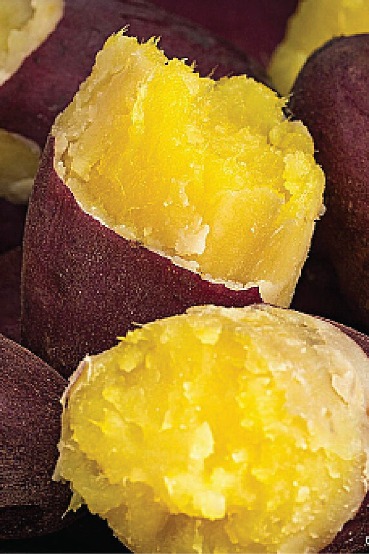 ORGANIC HONEY SWEET POTATO SEEDLING <br> شتلات البطاطا العسلية الحلوة العضوية