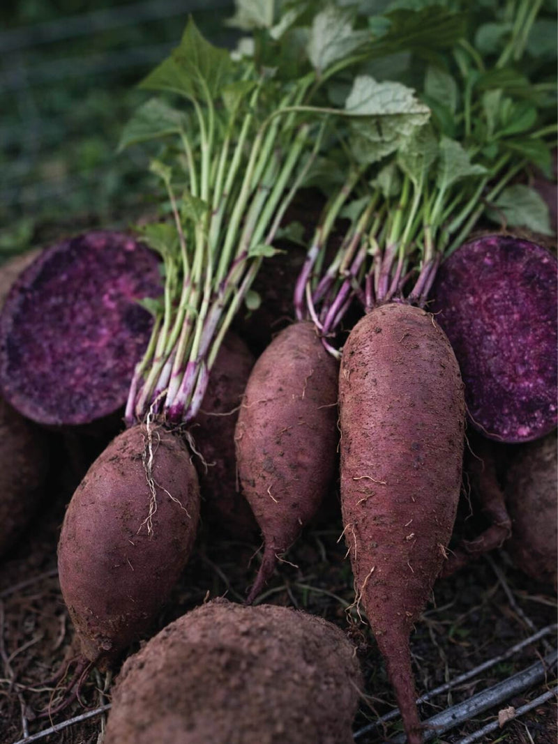 ORGANIC SATSUMAIMO SWEET POTATO SEEDLING <br> شتلات البطاطا الحلوة ساتسيمامو العضوية