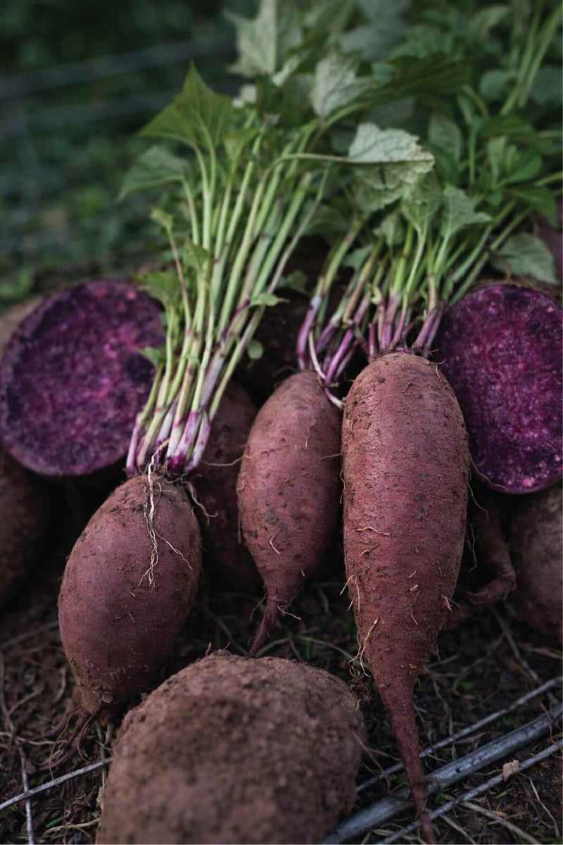 ORGANIC SATSUMAIMO SWEET POTATO SEEDLING <br> شتلات البطاطا الحلوة ساتسيمامو العضوية