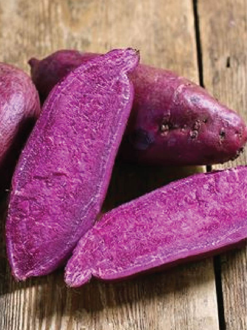 ORGANIC SATSUMAIMO SWEET POTATO SEEDLING <br> شتلات البطاطا الحلوة ساتسيمامو العضوية