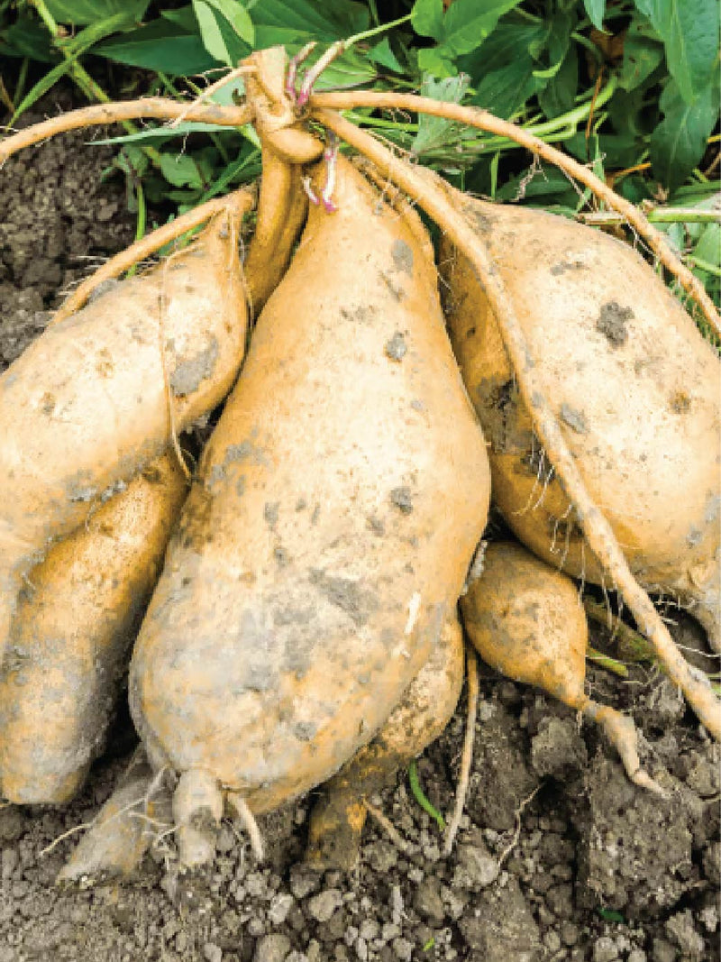ORGANIC HAMI SWEET POTATO SEEDLING <br> شتلات البطاطا الحلوة هامي العضوية