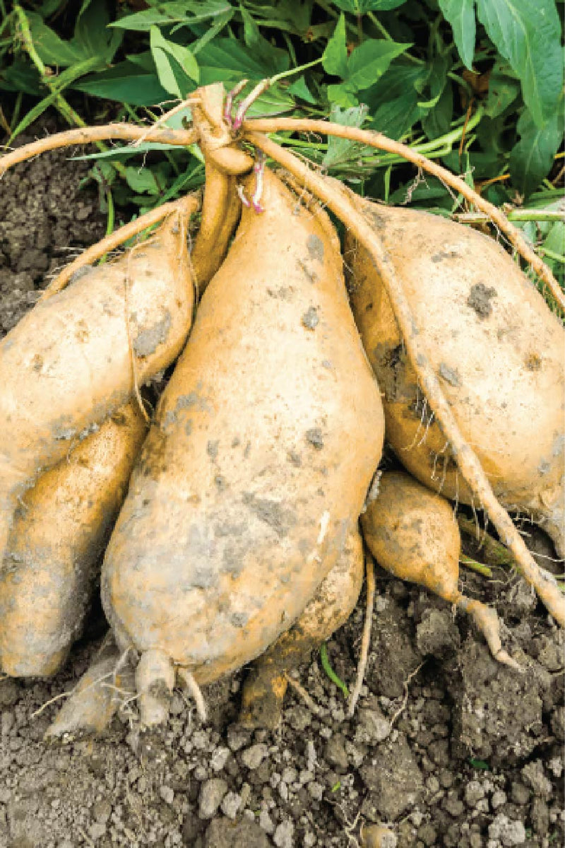 ORGANIC HAMI SWEET POTATO SEEDLING <br> شتلات البطاطا الحلوة هامي العضوية