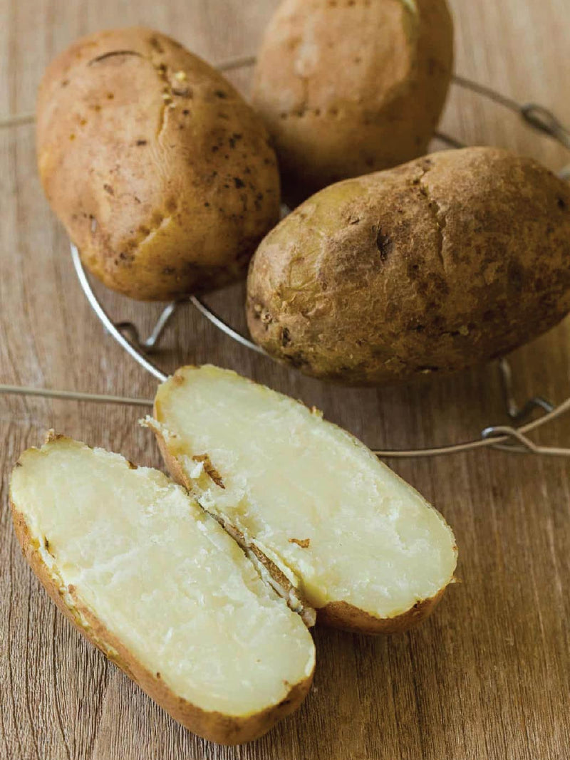 ORGANIC HAMI SWEET POTATO SEEDLING <br> شتلات البطاطا الحلوة هامي العضوية