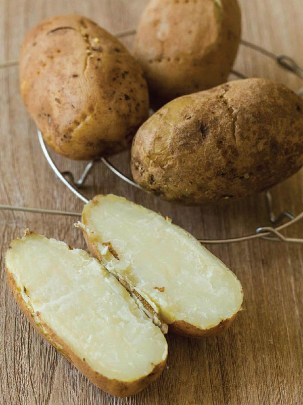 ORGANIC HAMI SWEET POTATO SEEDLING <br> شتلات البطاطا الحلوة هامي العضوية