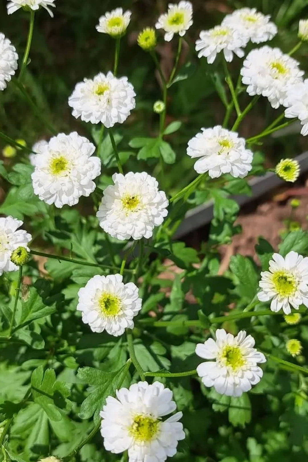 TETRA WHITE MATRICARIA FEVERFEW SEEDLING