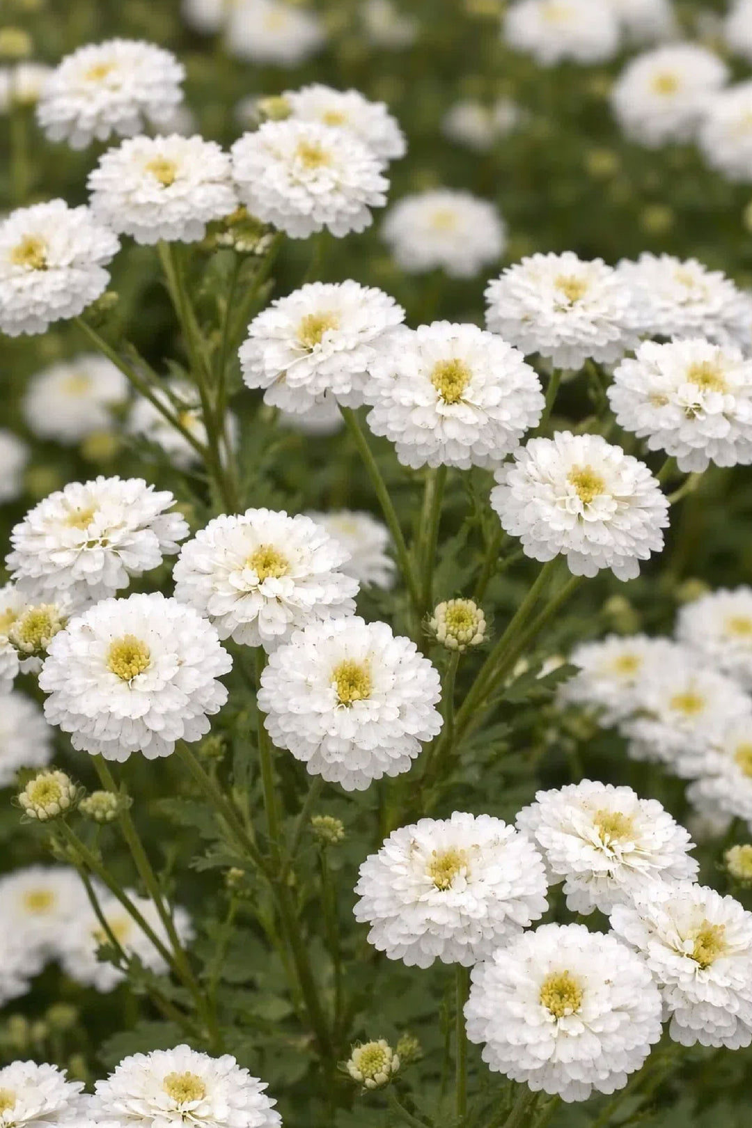 TETRA WHITE MATRICARIA FEVERFEW SEEDLING