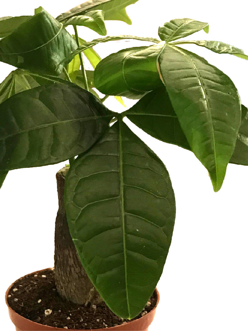 PACHIRA PLANT - PACHIRA BONSAI PLANT