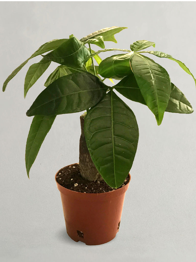 PACHIRA PLANT - PACHIRA BONSAI PLANT