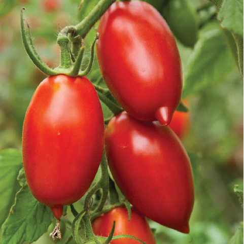 TOMATO AMISH PASTE SEEDLING <br> شتلات طماطم معجون الأميش