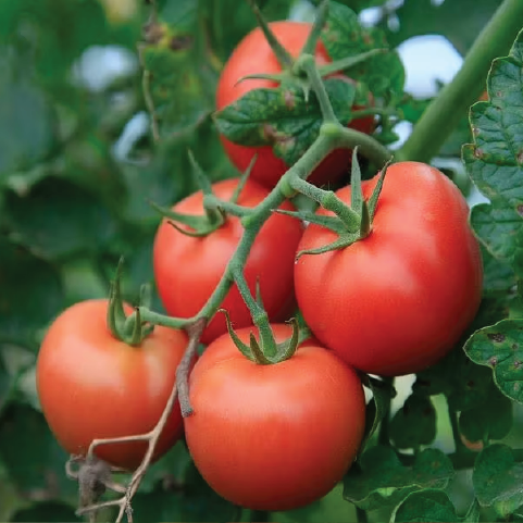 TOMATO MILLIONAIRE SEEDLING <br>شتلات طماطم المليونير