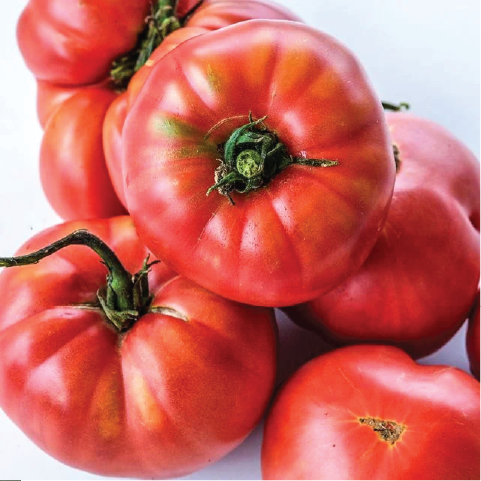 TOMATO MILLIONAIRE SEEDLING <br>شتلات طماطم المليونير