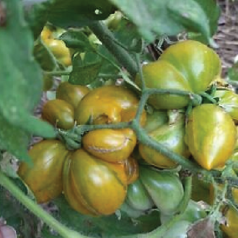 TOMATO PHIL'S TWO SEEDLING <br>شتلات طماطم فيلس تو