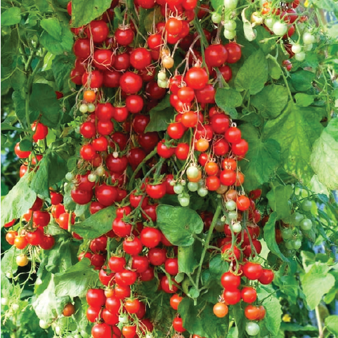 ORGANIC RED CURRANT TOMATO  SEEDLING <br> شتلات طماطم الزبيب الأحمر العضوية