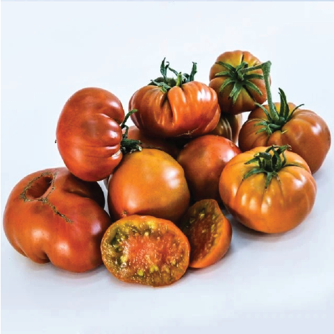 TOMATO THORBURN'S TERRA COTTA SEEDLING <br> شتلات طماطم ثوربورن تيرا كوتا