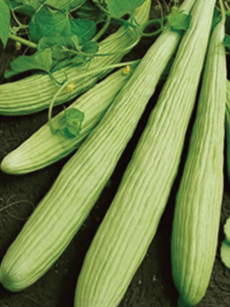ORGANIC ARMENIAN CUCUMBER SEEDLING <BR>شتلات خيار أرمينية العضوية