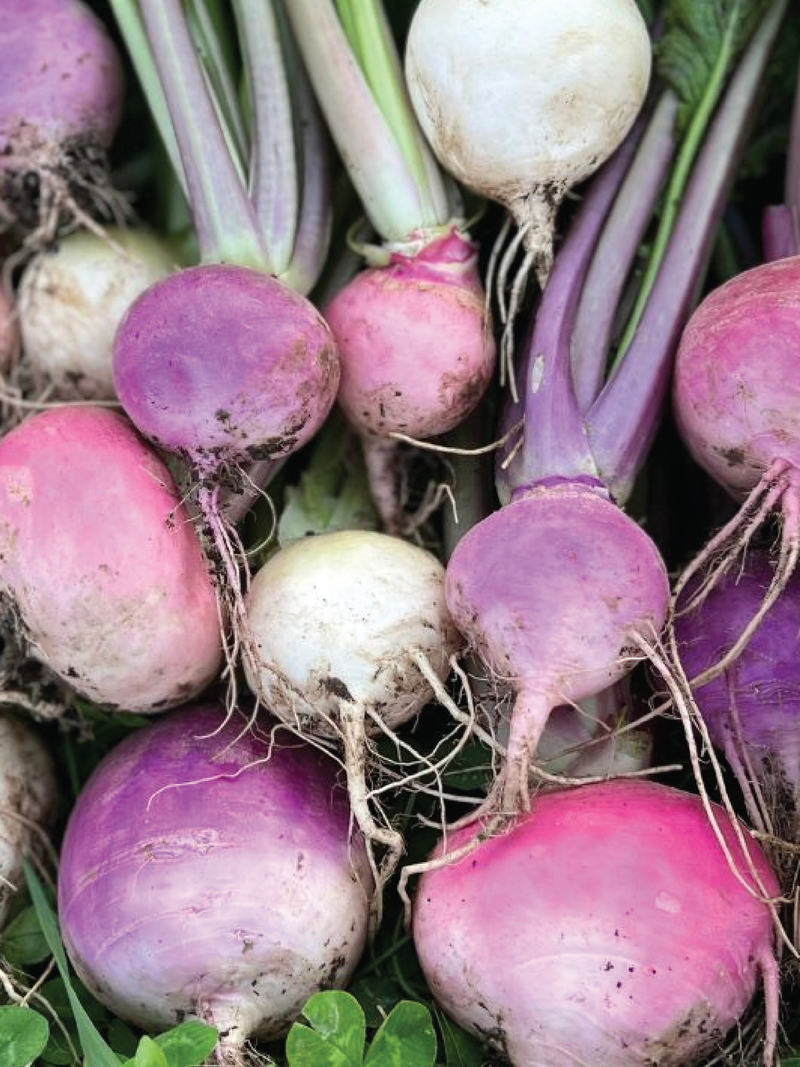 TURNIP SEEDS <br> بذور اللفت