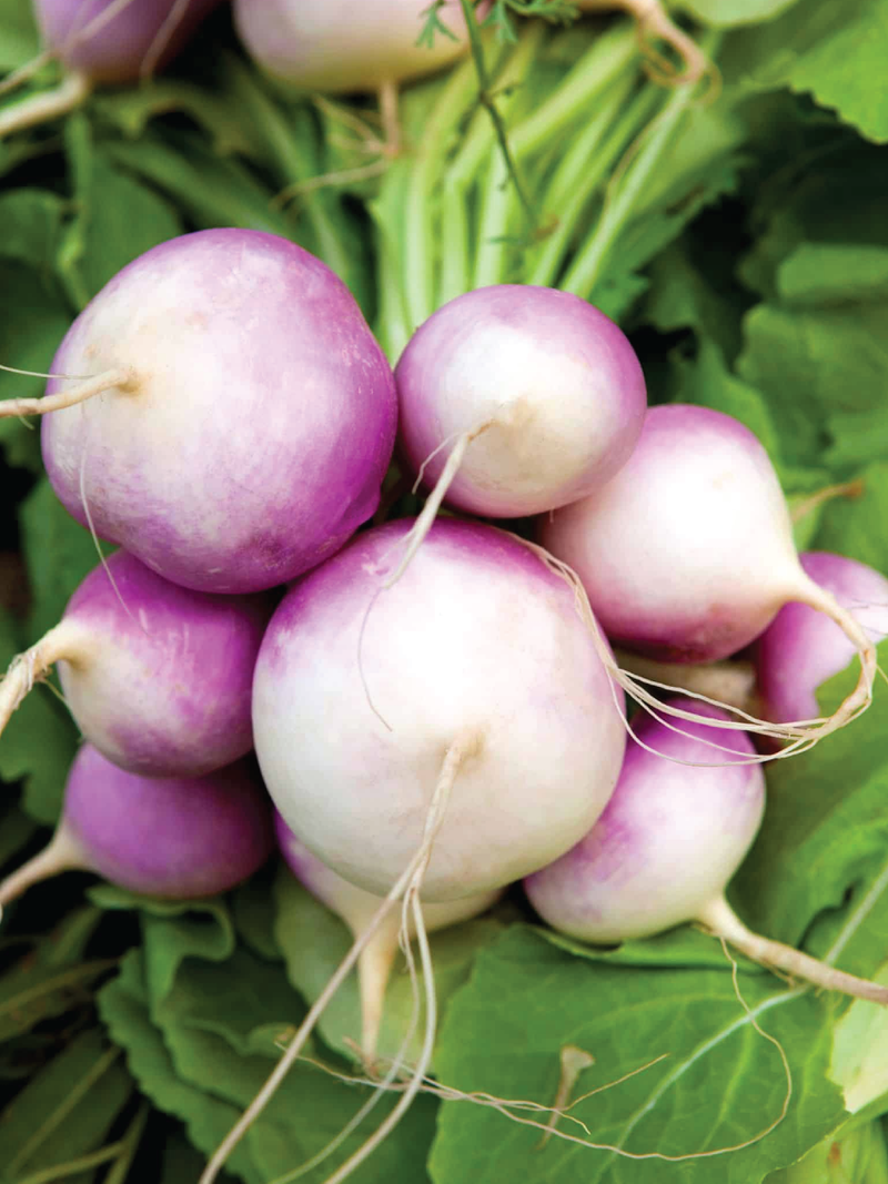 TURNIP SEEDS <br> بذور اللفت